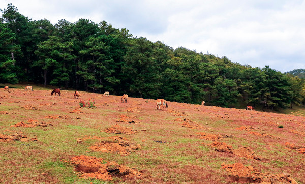 Đồi cỏ hồng tuyệt đẹp bị xâm hại ngay trong Mùa hội ảnh 2