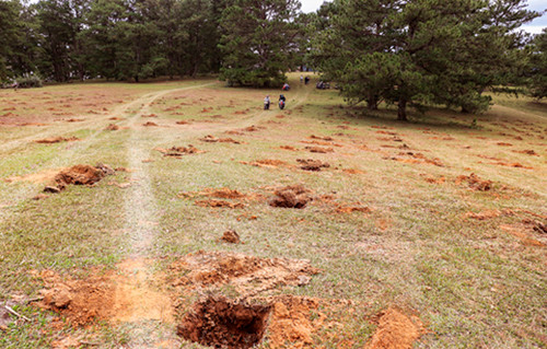 Đồi cỏ hồng tuyệt đẹp bị xâm hại ngay trong Mùa hội ảnh 1