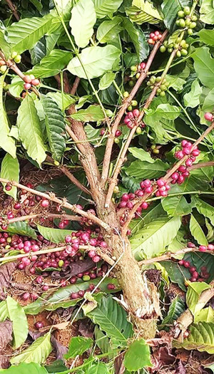 Nhẫn tâm chặt hạ cả trăm cây cà phê của một hộ dân trong đêm ảnh 1