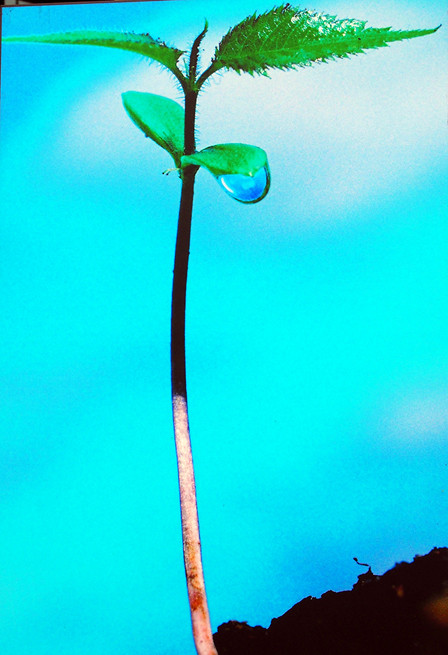 Bất ngờ triển lãm lá hoa anh đào của nghệ sĩ MPK ảnh 2