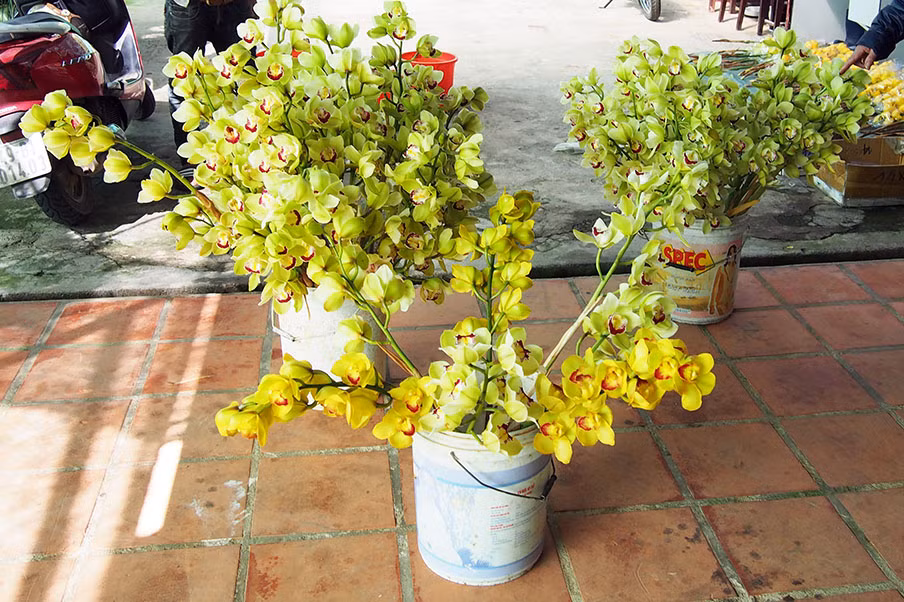 Hoa lan rớt giá vì nở sớm trước Tết cả tháng ảnh 1