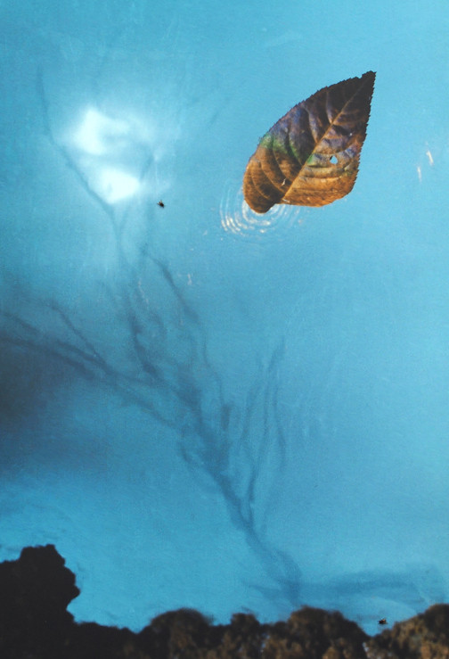 Bất ngờ triển lãm lá hoa anh đào của nghệ sĩ MPK ảnh 3