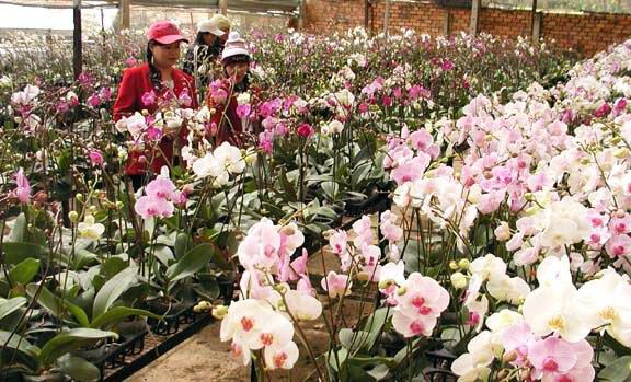 Hoa lan rớt giá vì nở sớm trước Tết cả tháng ảnh 3