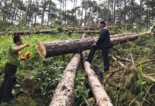 Nhà trái phép 'mọc' trên những rừng thông cổ thụ vừa bị cưa hạ ảnh 1