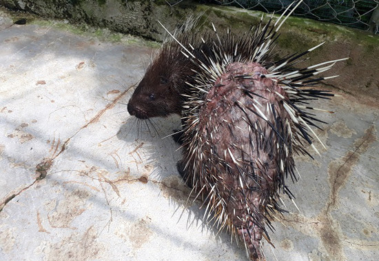 Lùm xùm chuyện nuôi nhốt thú tại Khu du lịch thác Prenn ảnh 1