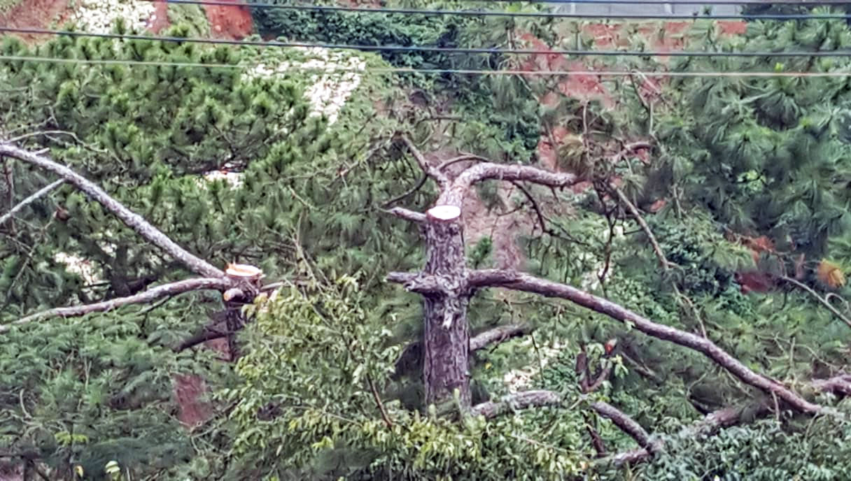 Dùng xe cơ giới san ủi, phân lô đất nông nghiệp trái phép tại Đà Lạt ảnh 2