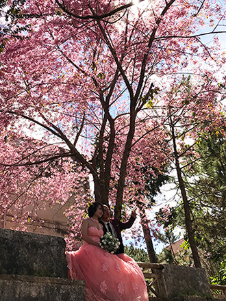 Chính thức công bố thời gian lễ hội hoa anh đào Đà Lạt ảnh 2