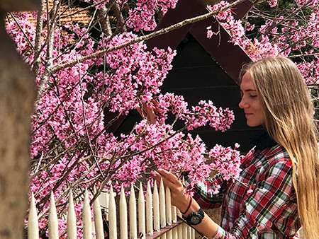 Chính thức công bố thời gian lễ hội hoa anh đào Đà Lạt ảnh 1