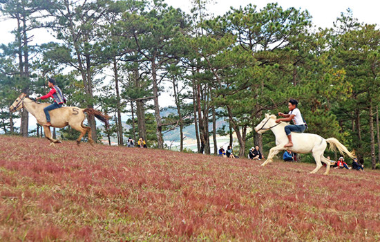 Chưa vào hội, du khách đã nườm nượp 'check in' đồi cỏ hồng ảnh 2