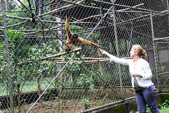  'Sân chơi' cho các loài linh trưởng bị ngược đãi ảnh 3