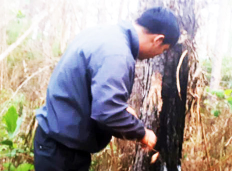 Khẩn trương điều tra vụ đầu độc rừng quy mô lớn ảnh 1