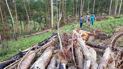 Lâm Đồng: Hàng ngàn cây thông ở rừng phòng hộ bị đầu độc ảnh 4