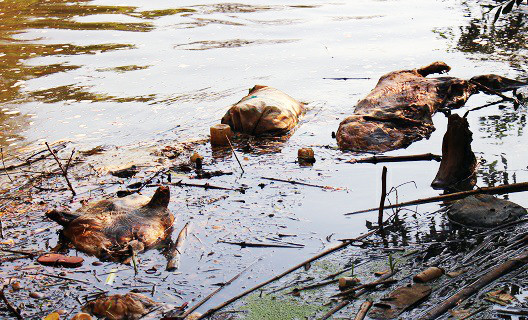 Xác hàng chục con lợn lở mồm long móng nổi lềnh bềnh ở suối Cam Ly ảnh 1