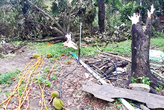 Lâm Đồng: Lốc xoáy tàn phá 'thủ phủ' sầu riêng ảnh 1