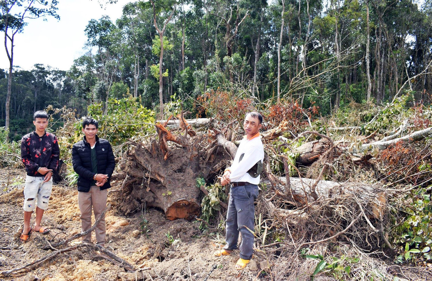Khởi tố 3 đối tượng ngang nhiên mở đường, triệt hạ rừng bằng xe cơ giới ảnh 1