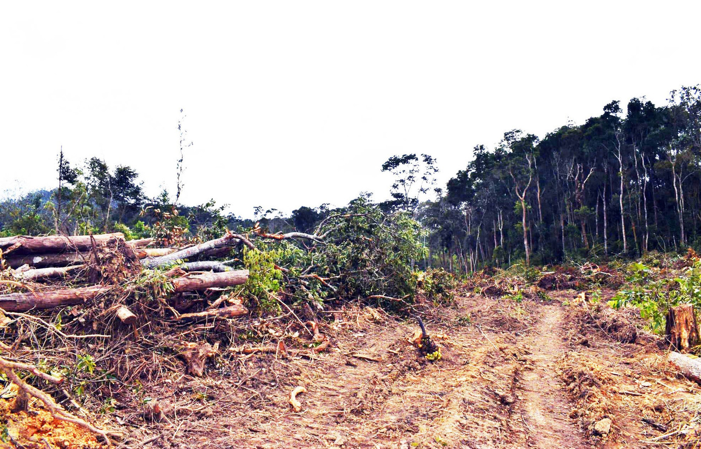 Khởi tố 3 đối tượng ngang nhiên mở đường, triệt hạ rừng bằng xe cơ giới ảnh 2