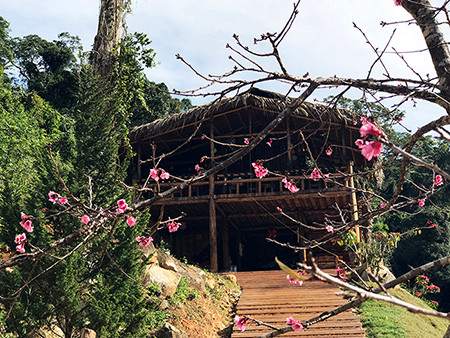 Lâm Đồng chờ hoa anh đào nở mới ấn định ngày khai hội ảnh 3