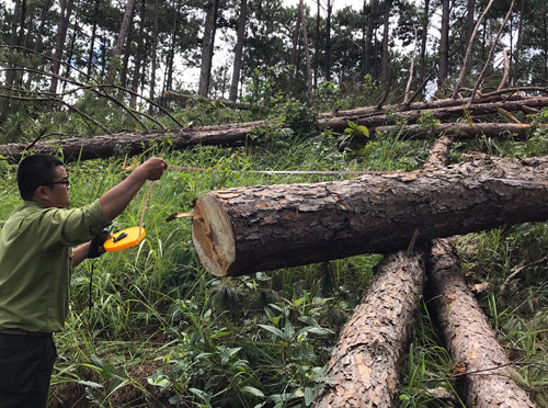 Rừng thông hơn 30 năm tuổi trên đồi Độc lập bị cưa hạ la liệt ảnh 5