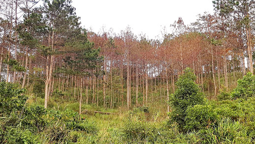 Để mất 4 ha rừng phòng hộ, phó chủ tịch xã bị đình chỉ công tác ảnh 2