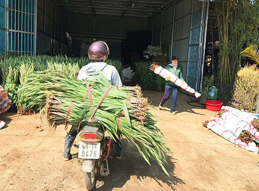 Làng hoa lay ơn lớn nhất nước trúng đậm ảnh 1