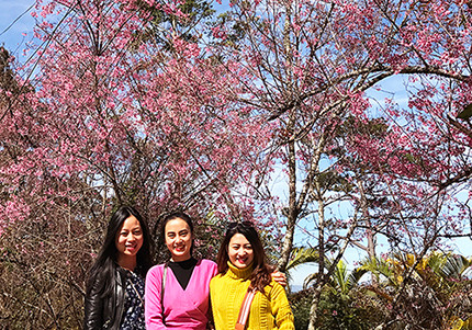 Ngây ngất ngắm hoa anh đào nhuộm hồng phố núi Đà Lạt ảnh 2