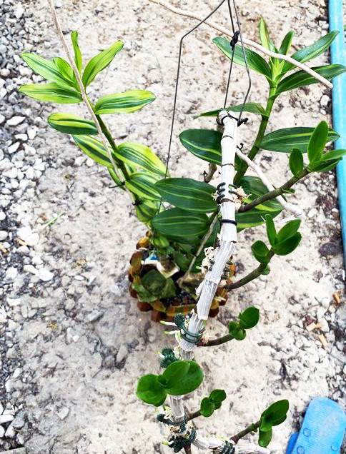 Ly kỳ chậu lan Giả hạc đột biến ở Lâm Đồng mua 1 triệu bán 5 tỷ đồng ảnh 2