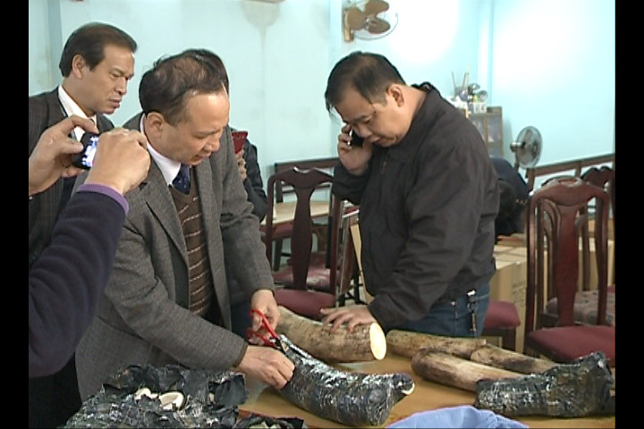 Cơ quan chức năng tiến hành kiểm tra số ngà voi được nhập vào Việt Nam
