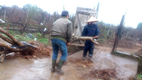 Hơn một tháng nữa mới đến Tết Quý Tỵ 2013, nhưng hiện nay các hộ trồng đào đã hối hả vào chính vụ
