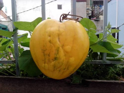 Dưa hấu có bản đồ Việt Nam ảnh 1