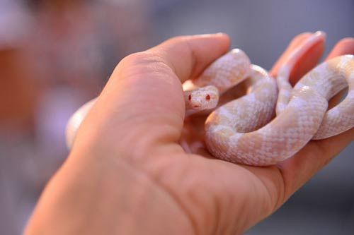 Chú rắn bạch tạng với đôi mắt đỏ