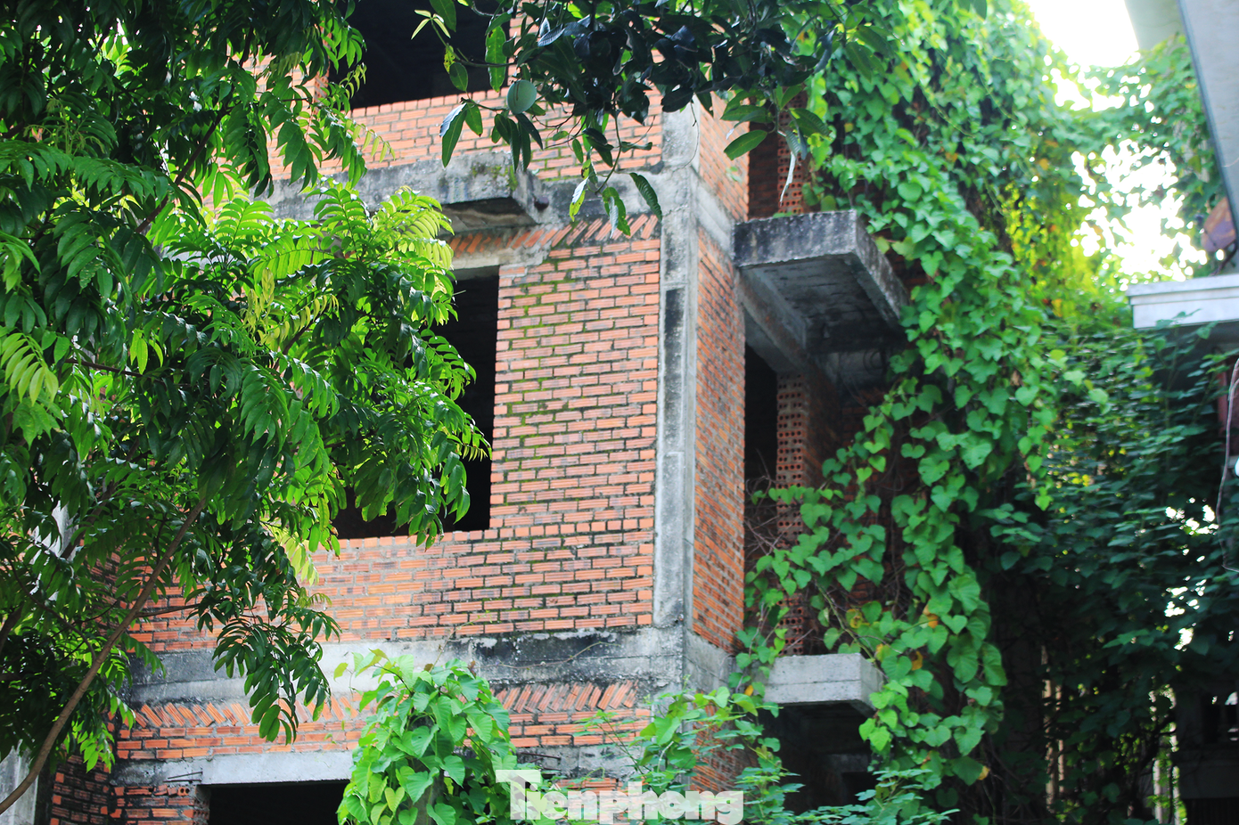 Do không có người ở, nên các biệt thự xây thô bị dây leo, cỏ dại bao vây.