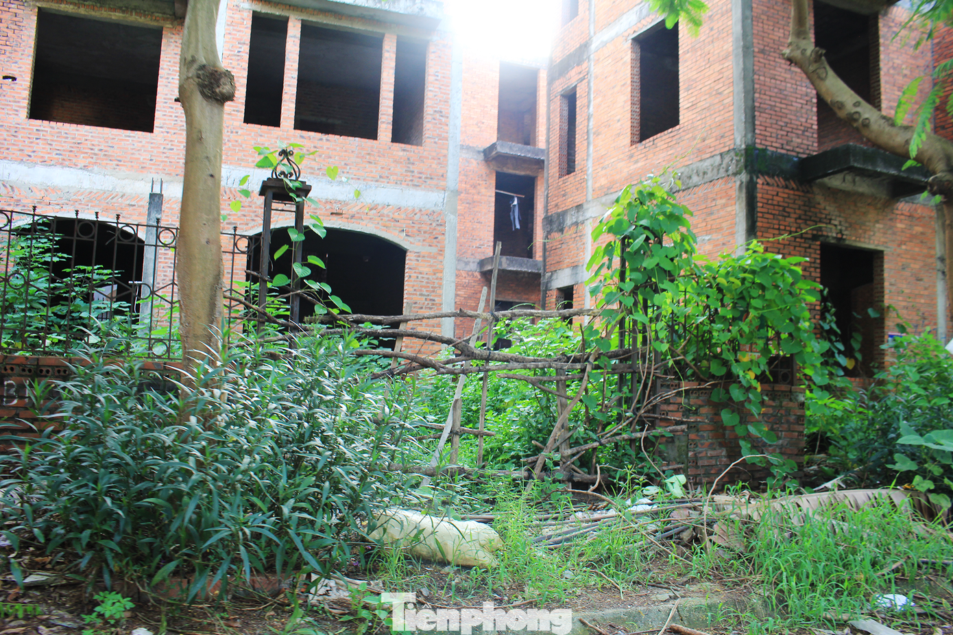 Công viên cây xanh của Khu đô thị cỏ mọc tràn lan, không được dọn dẹp, quét tước.