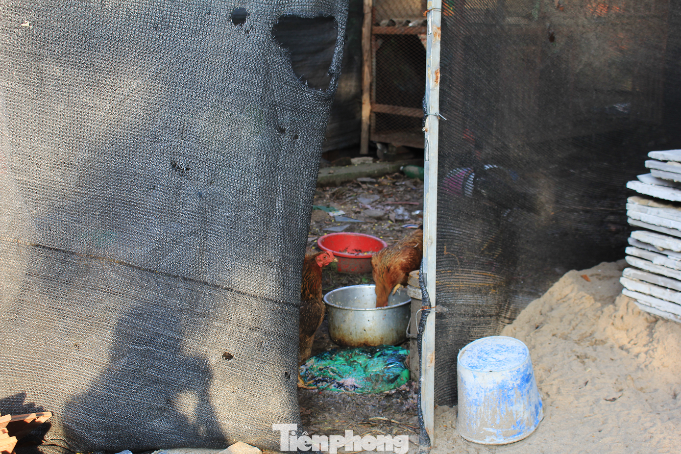 Một số biệt thự thô trở thành nơi nuôi gà, nhốt chó.