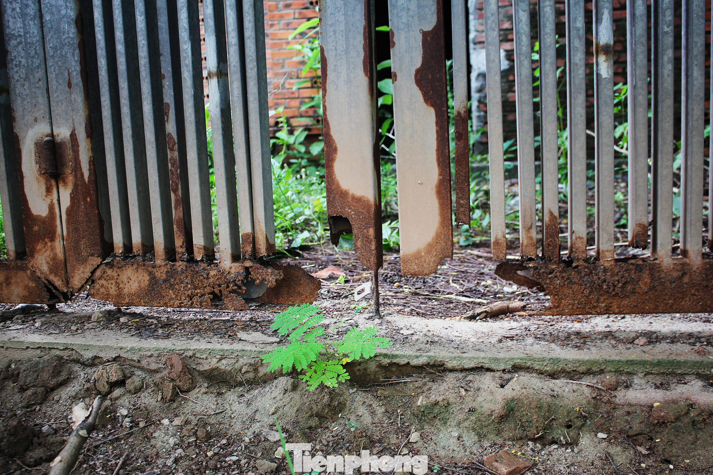 Người dân sống quanh khu đô thị này cho biết, họ không dám đi qua khu đô thị vào buổi tối vì khu này quá rậm rạp và thường xuyên là nơi tụ tập của các đối tượng xấu.