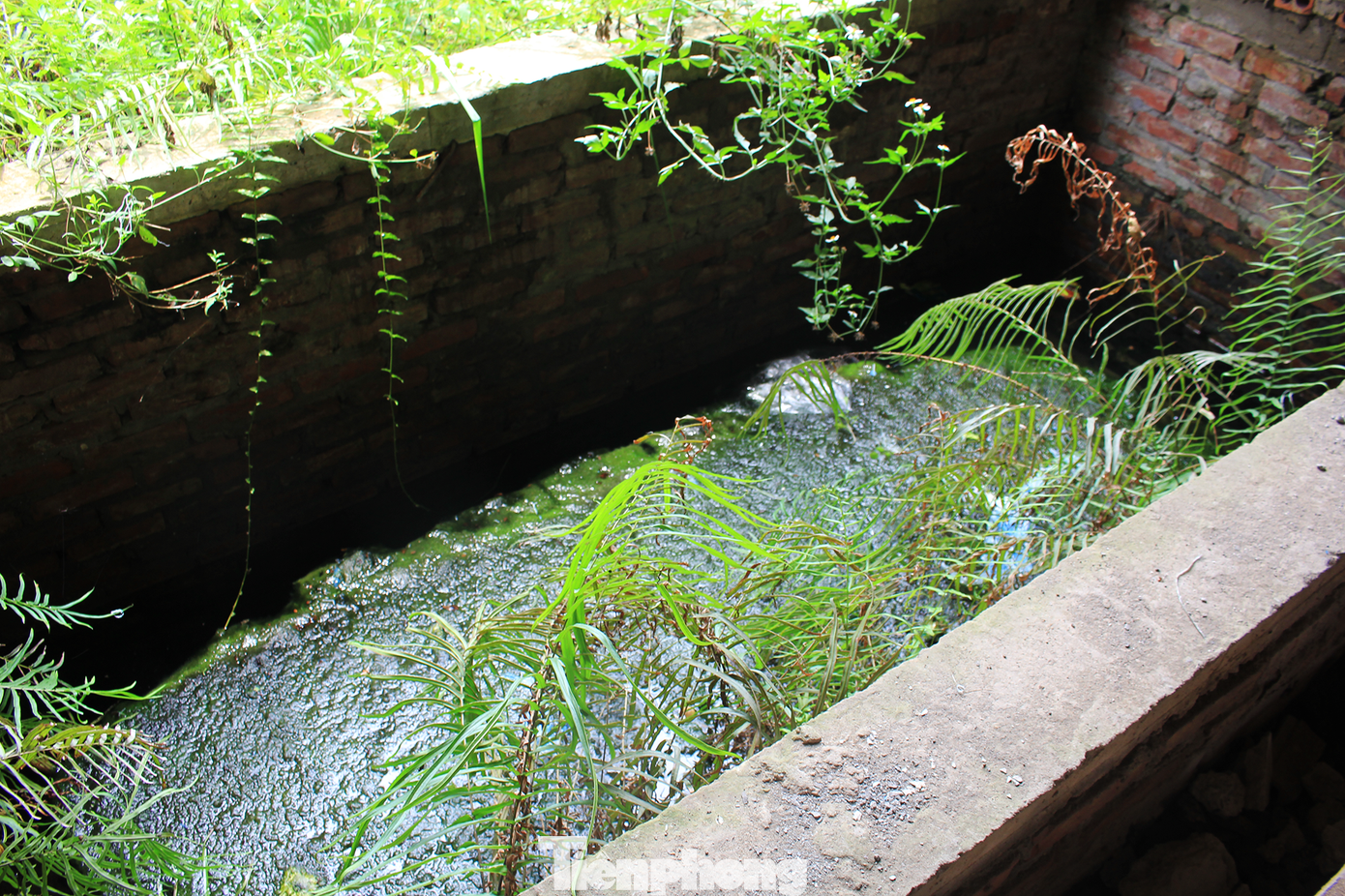 Nhiều biệt thự trở thành bể chứa nước mưa, phát sinh bọ gậy và muỗi, ô nhiễm môi trường.