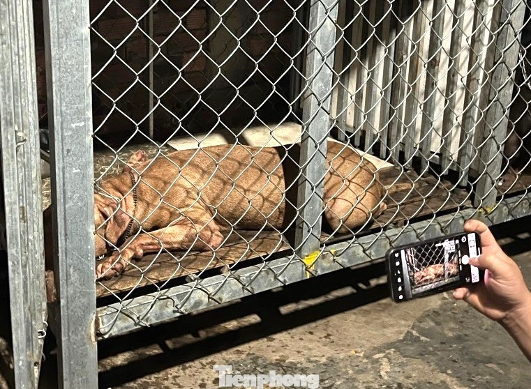 Chó pitbull cắn cụ bà tử vong ngay trong nhà. Chó pitbull cắn cụ bà tử vong ngay trong nhà.