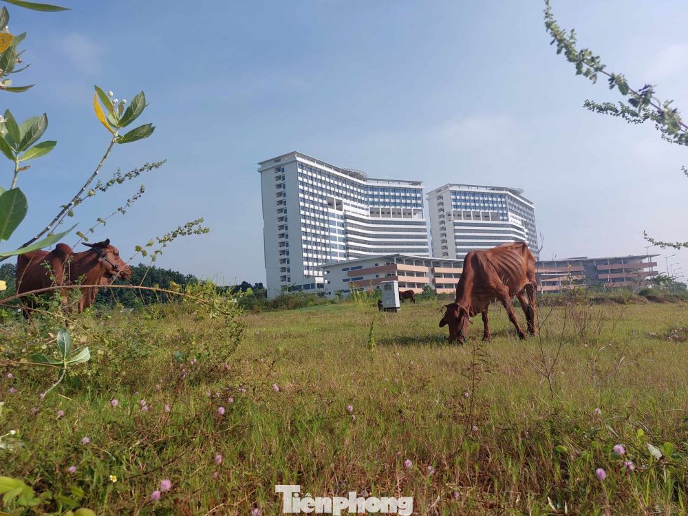 Dự án có vốn đầu tư trên 2.300 tỷ đồng, được triển khai từ năm 2012. Dự án được bố trí vốn khởi công xây dựng phần móng từ cuối 2014. Tuy nhiên, công trình sau đó ngưng thi công suốt gần 3 năm. Dự án có vốn đầu tư trên 2.300 tỷ đồng, được triển khai từ năm 2012. Dự án được bố trí vốn khởi công xây dựng phần móng từ cuối 2014. Tuy nhiên, công trình sau đó ngưng thi công suốt gần 3 năm.