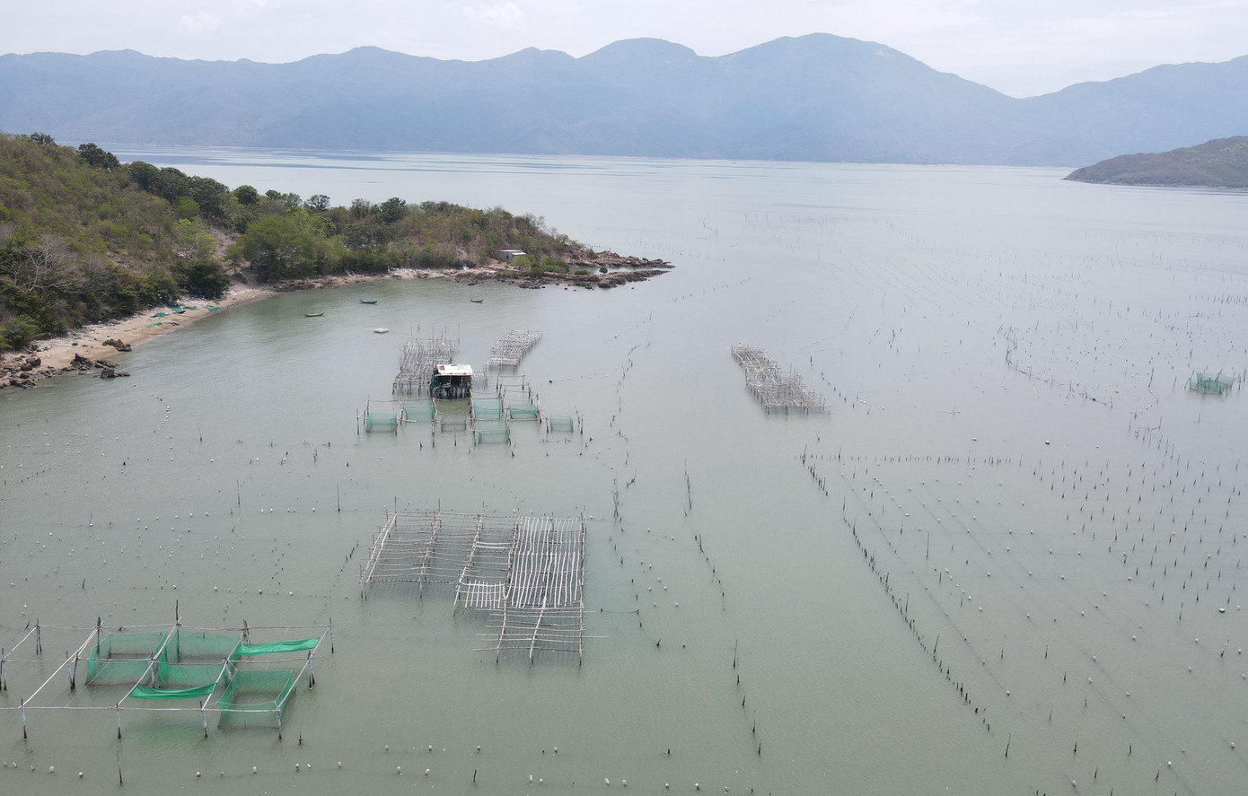 Đầm Nha Phu bị bao vây bởi hàng trăm bãi cọc nuôi vẹm của người dân địa phương.