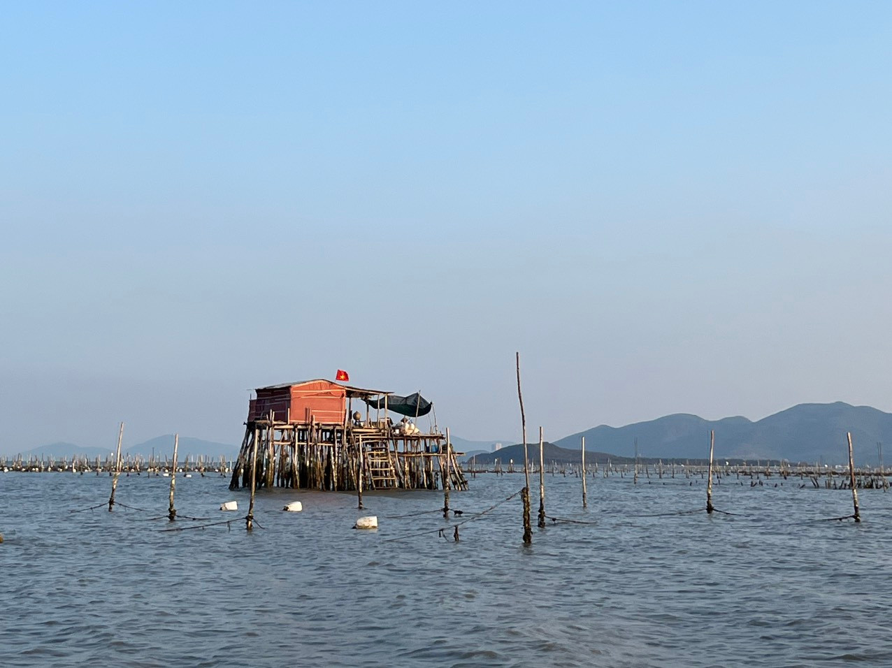 Nuôi vẹm cho thu nhập cao nên nhiều người dân ngang nhiên cắm cọc trên đầm Nha Phu.