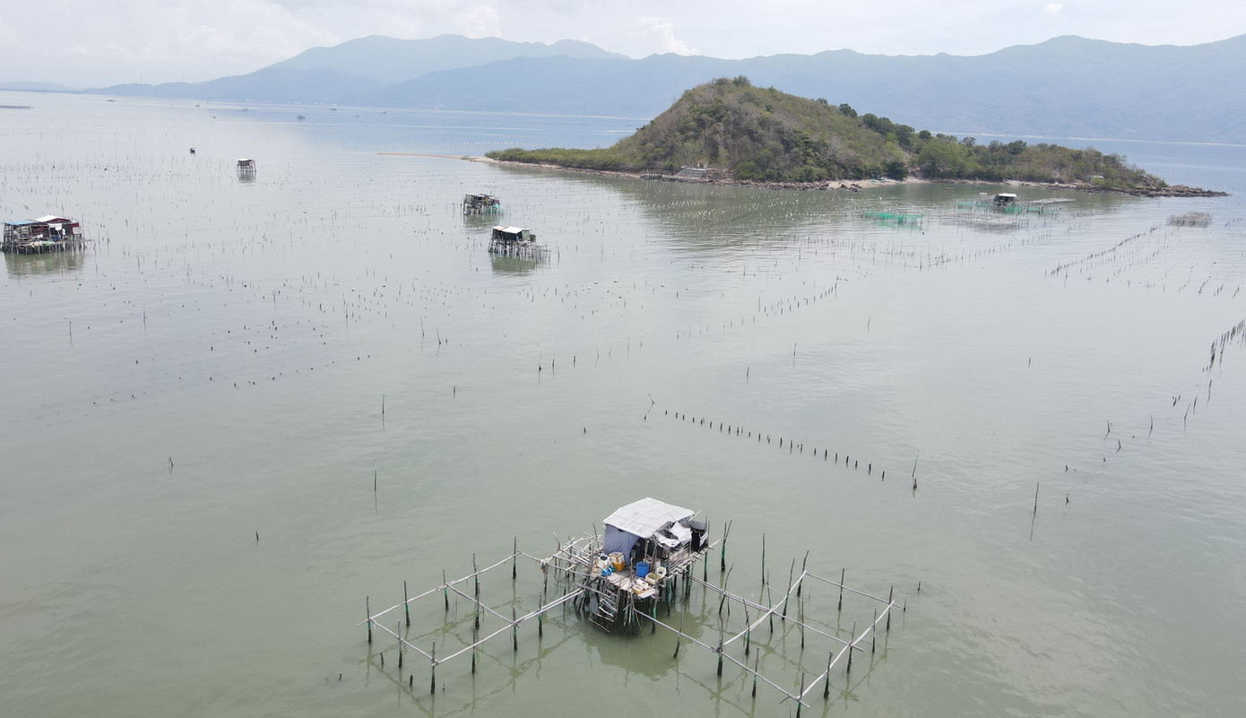 UBND xã Ninh Ích đã vận động người nuôi vẹm sớm di dời khỏi đầm Nha Phu.