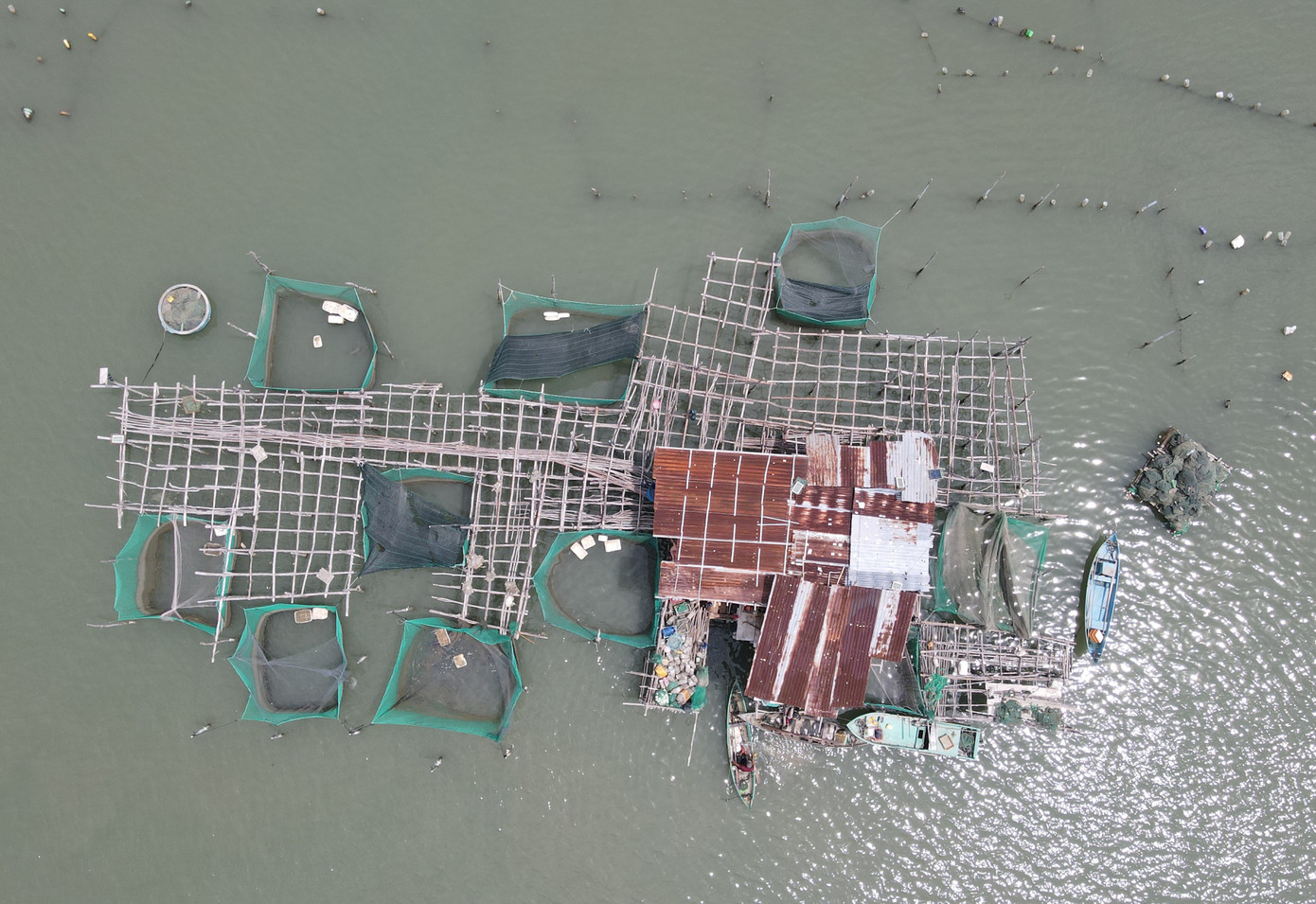 Người dân cắm cọc nuôi vẹm dựng nhà tạm sinh sống ngay trên đầm Nha Phu.