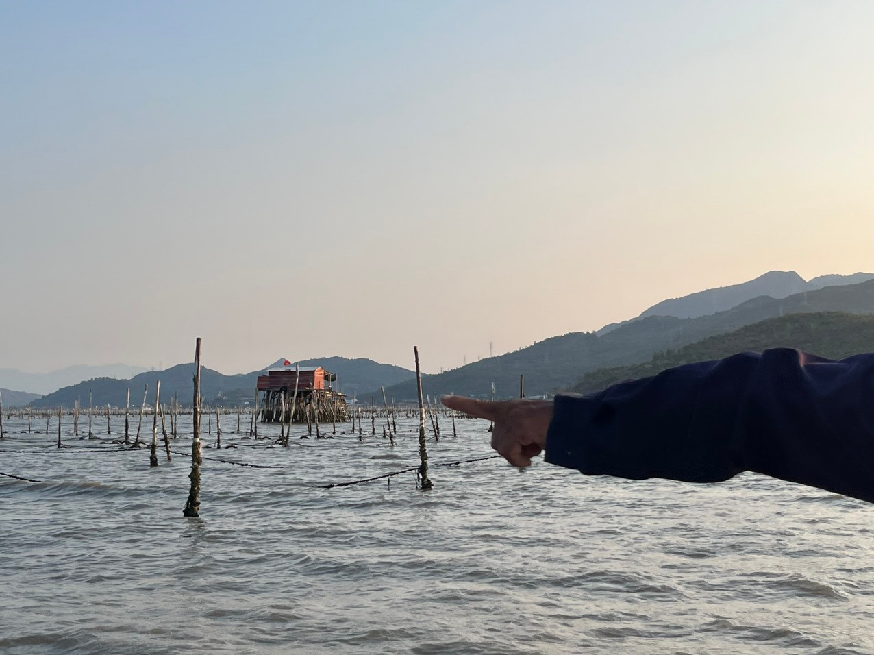 Hàng trăm bãi cọc được người nuôi vẹm cắm ngay trên đầm Nha Phu.