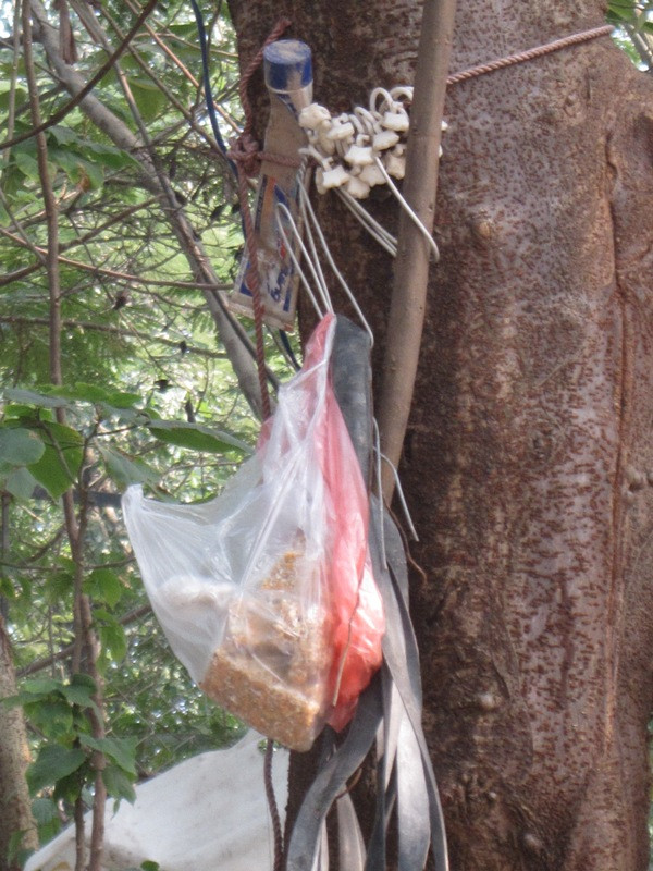 Thức ăn được treo trên cây