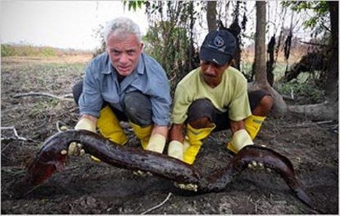 Giải mã cơ chế phóng điện giết chết cả cá sấu của 'thủy quái Amazon' ảnh 1