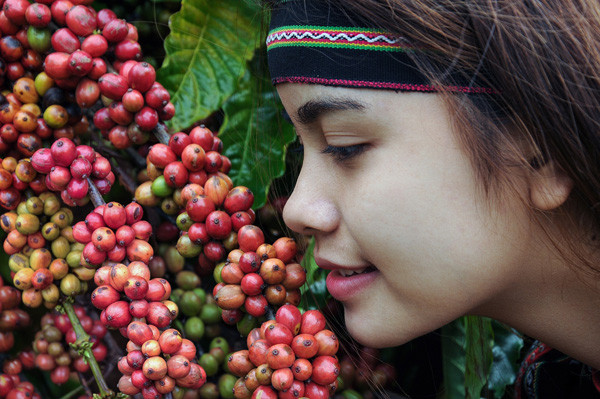 Phát triển cà phê đặc sản Việt Nam – hướng đi mới! ảnh 2