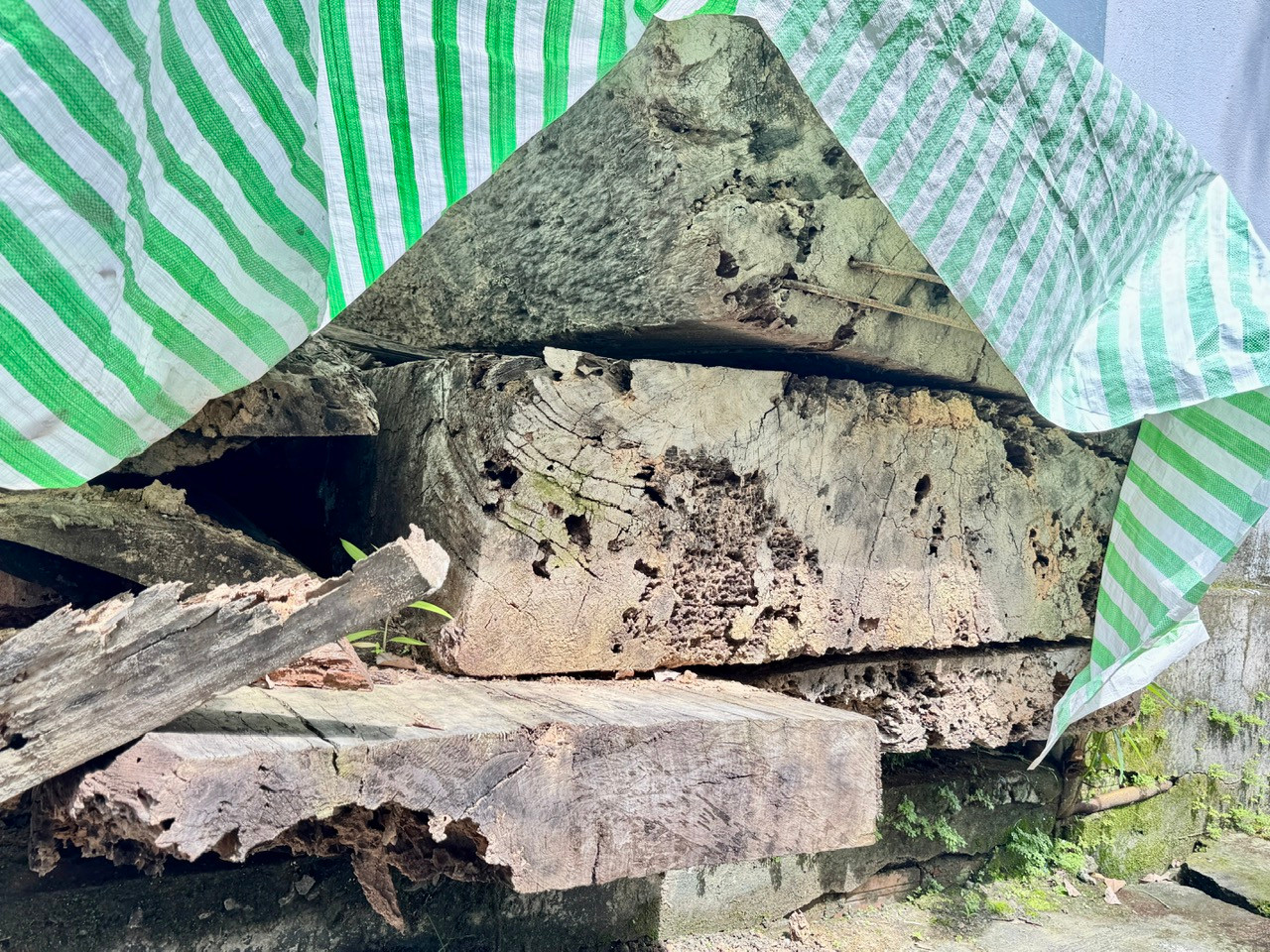 Tình trạng của số gỗ đã bị mục nát, hư hại