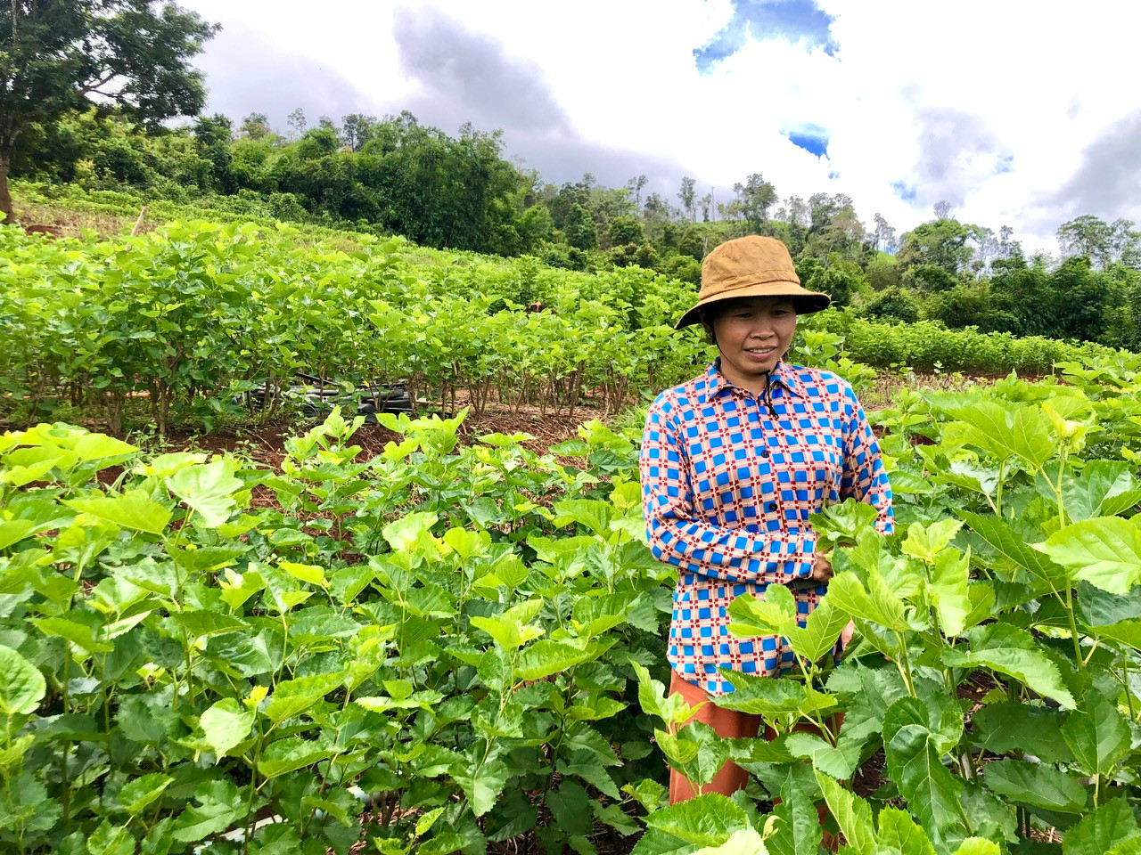 Bà Tâm phấn khởi vì thu nhập cao từ mô hình trồng dâu nuôi tằm.