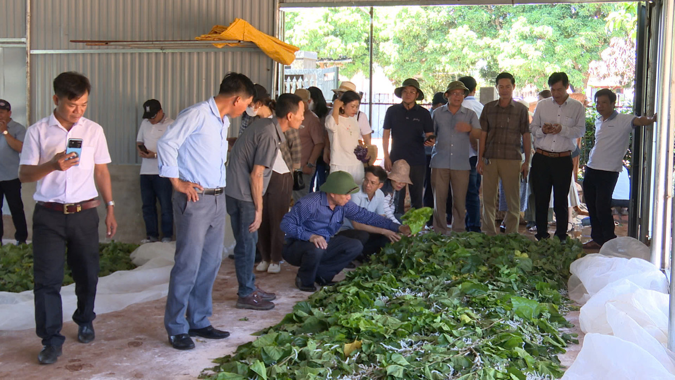 Tổ hợp tác liên kết nuôi dâu tằm tại huyện Đăk Hà.