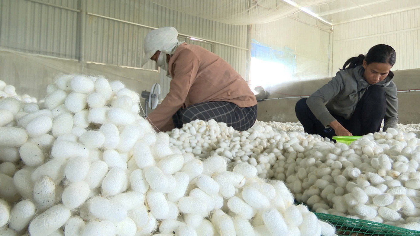 Nông dân tại xã Đăk Mar (huyện Đăk Hà) đang thu hoạch kén tằm.