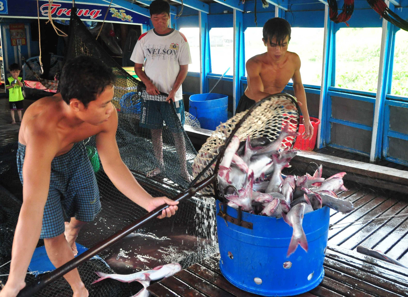 Cá tra vận chuyển đến nhà máy chế biến tại An Giang. Ảnh: Hòa Hội